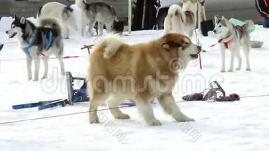 犬种西伯利亚哈士奇，哈士奇，马拉穆特.